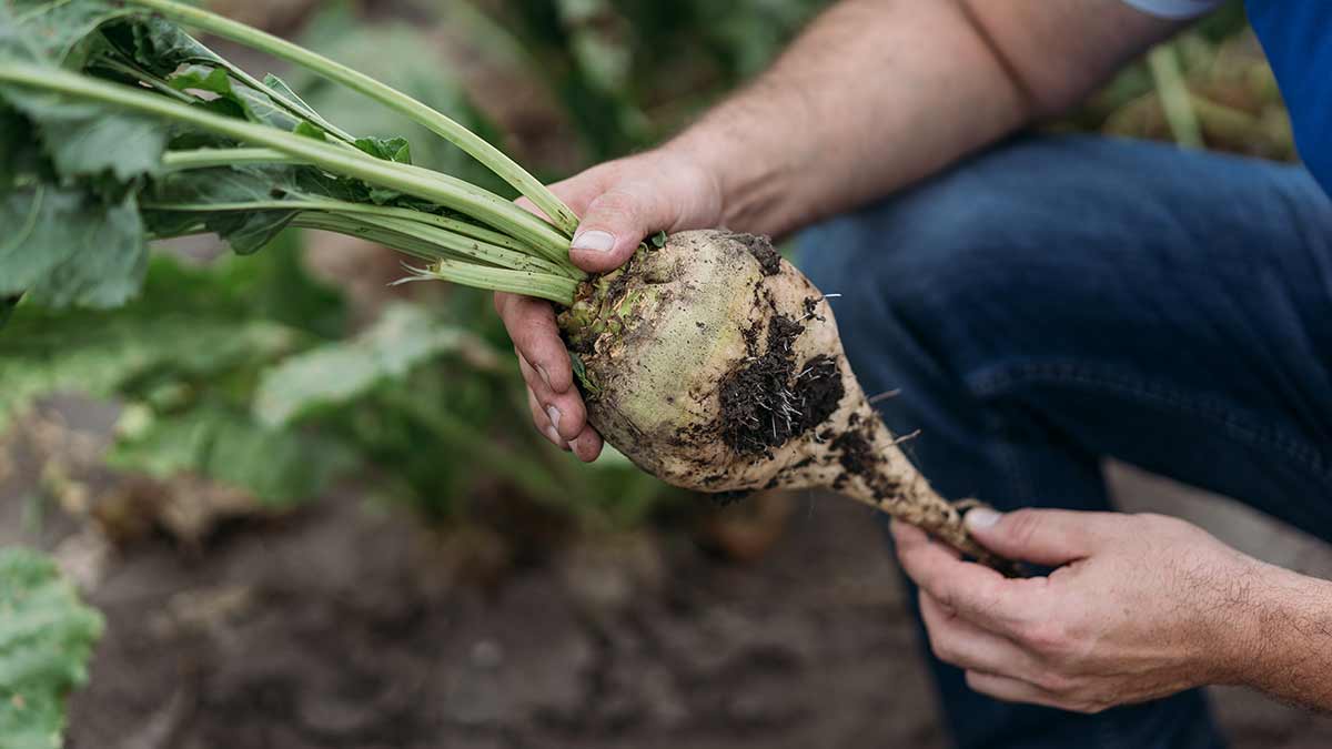 A farmer examines a sugar beet on a farm