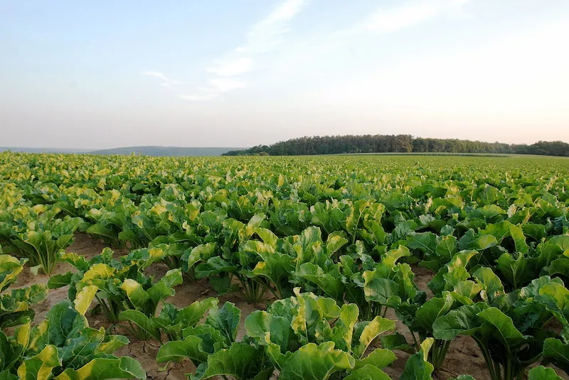 Sugar beet field