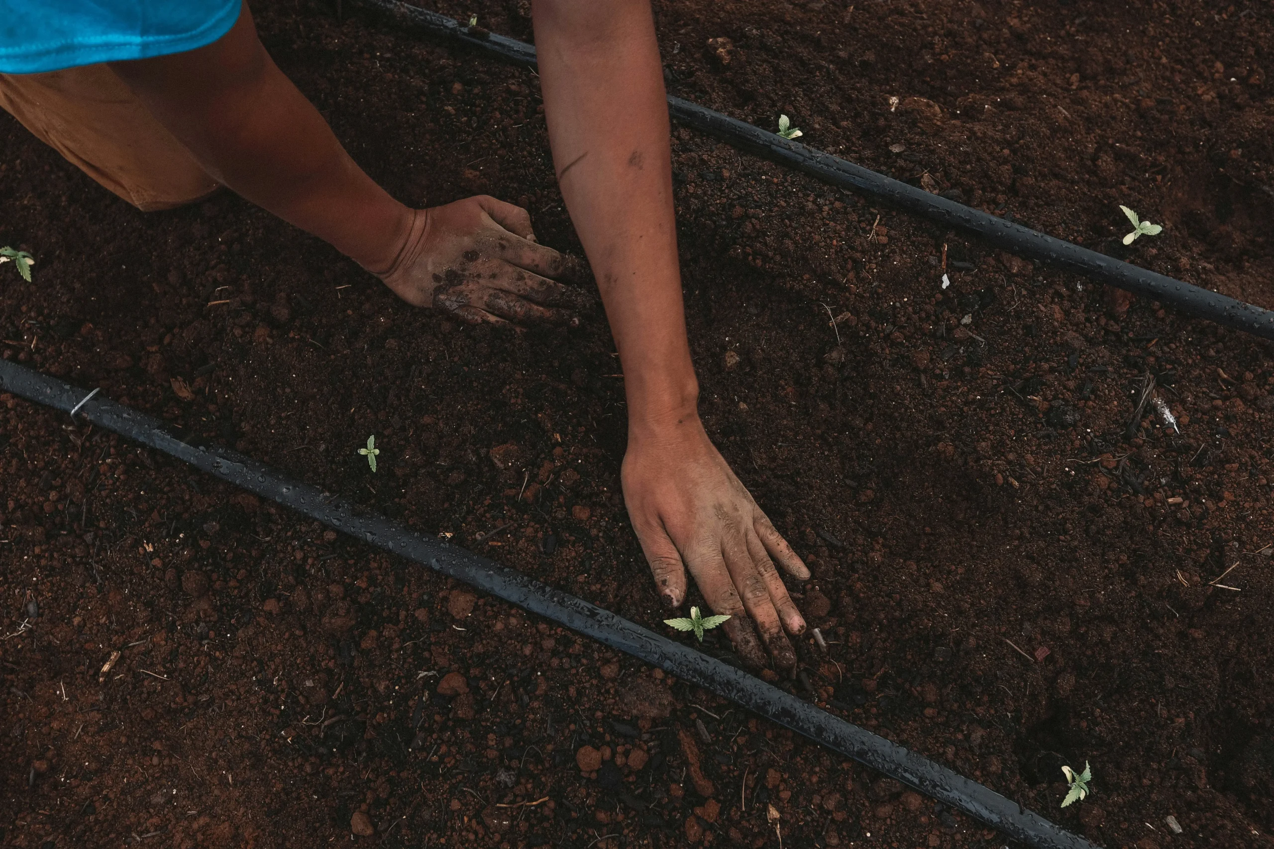 hands in dirt